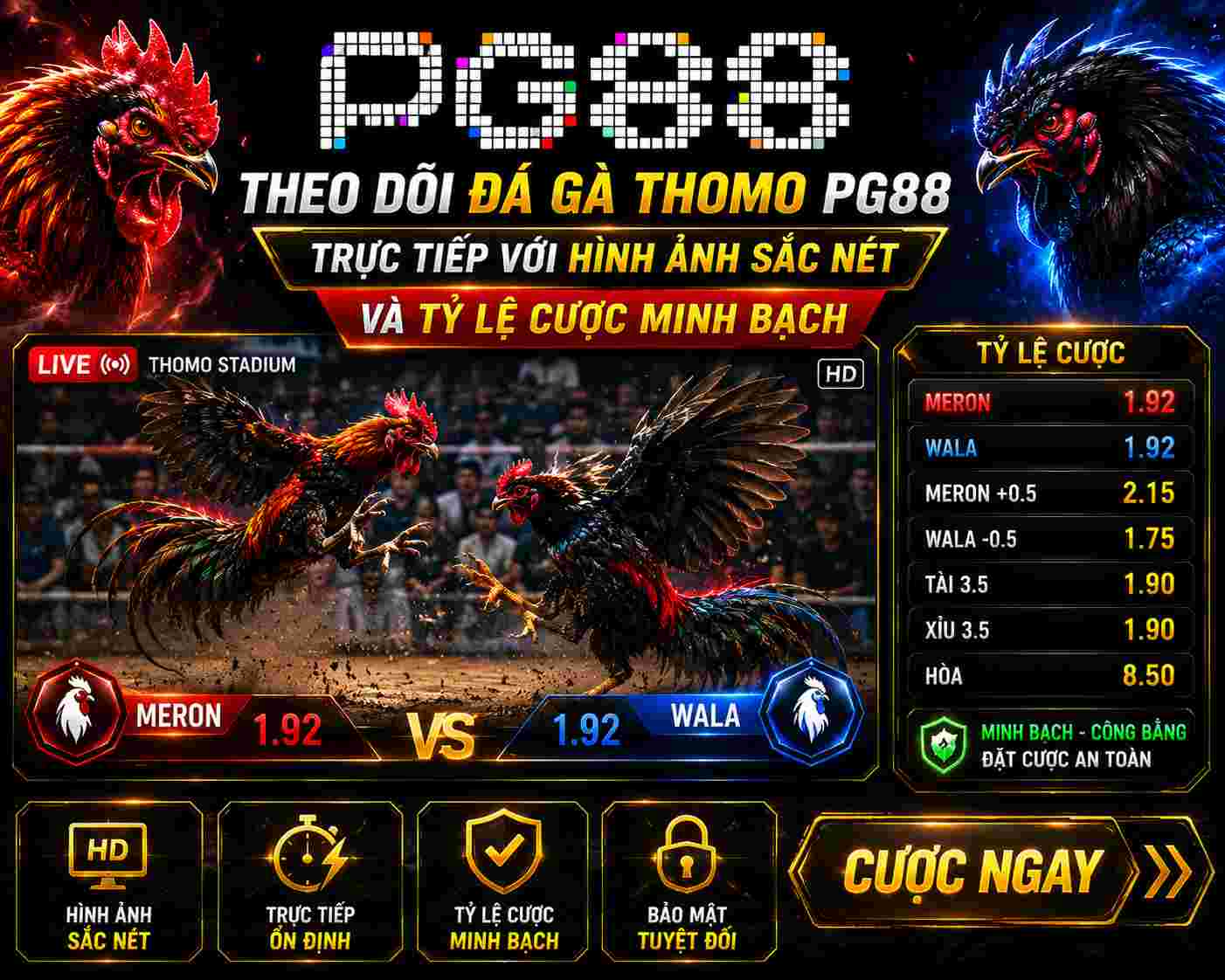 Theo dõi đá gà thomo PG88 trực tiếp với hình ảnh sắc nét và tỷ lệ cược minh bạch.